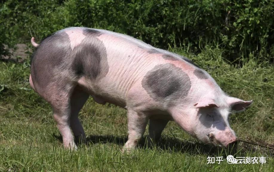 养猪场饲养的主要猪品种你知道吗