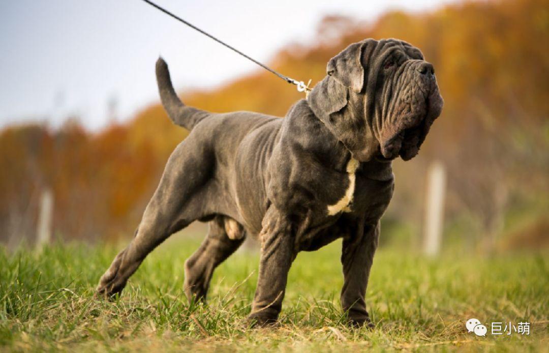 我是世界最丑狗狗却是黑手党的至爱