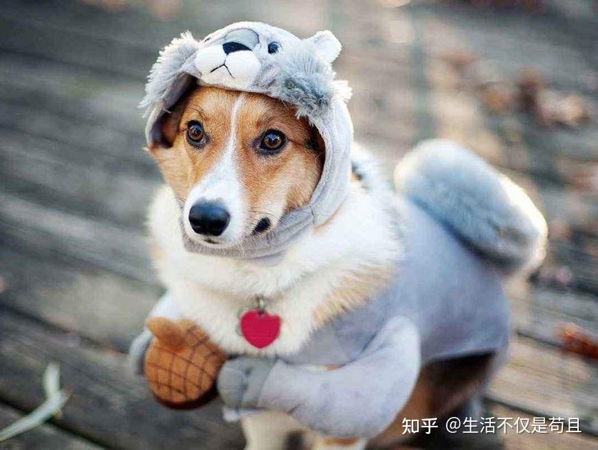 如果连狗狗这几个动作都看不懂,那你养狗真的失败 - 知乎