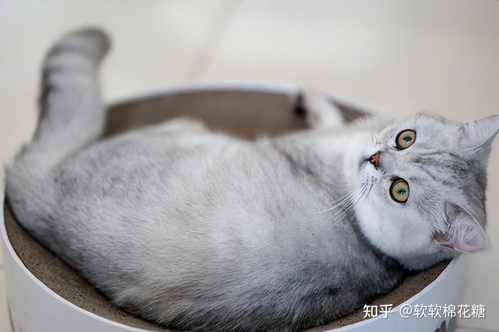 供不应求的,这就导致很多猫贩子会炒价格,也曾把银渐层一度炒到高价