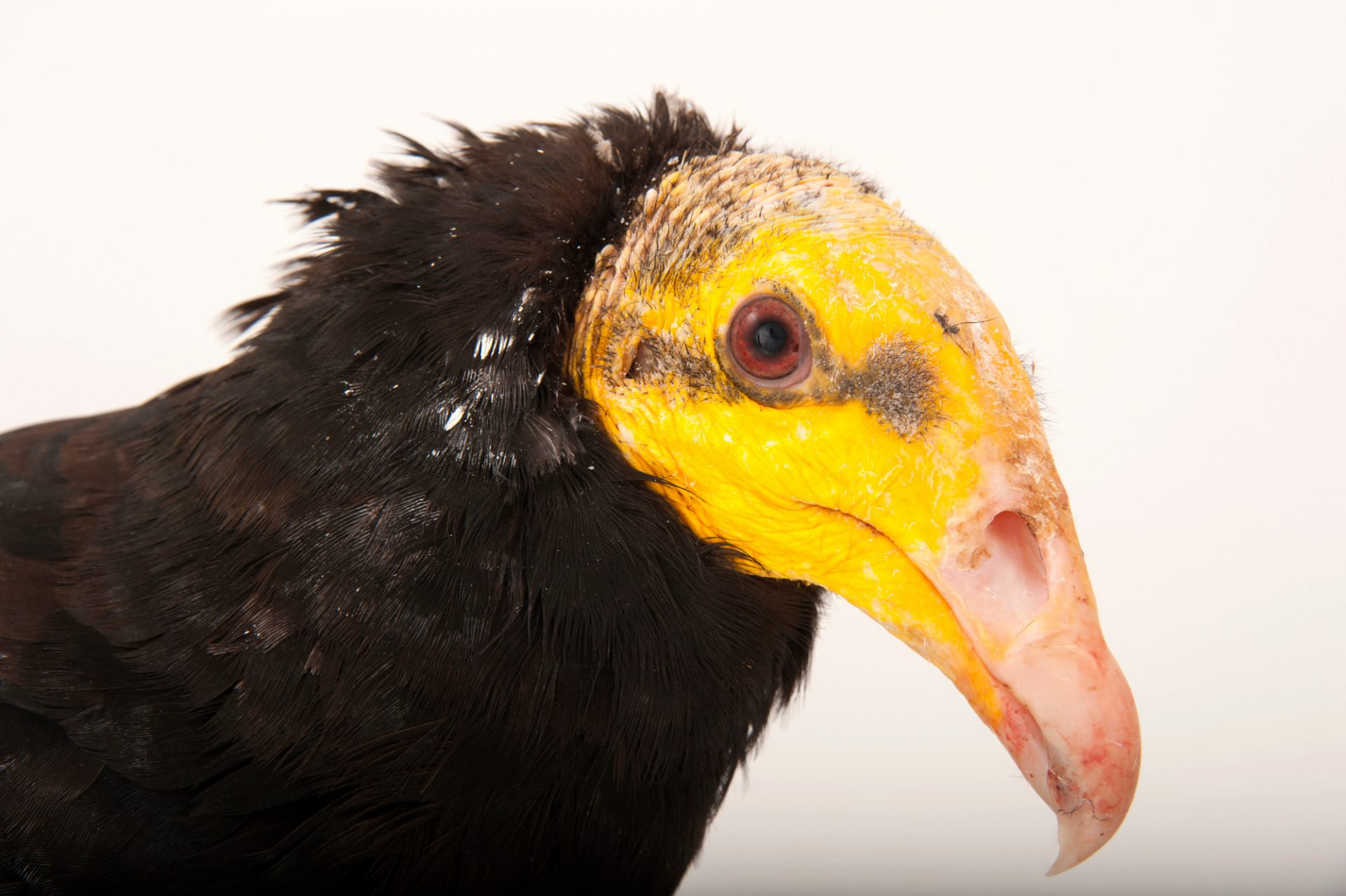 对比一下:黄头美洲鹫(大黄头)更新:我才反应过来,suyuntu 最初的词根