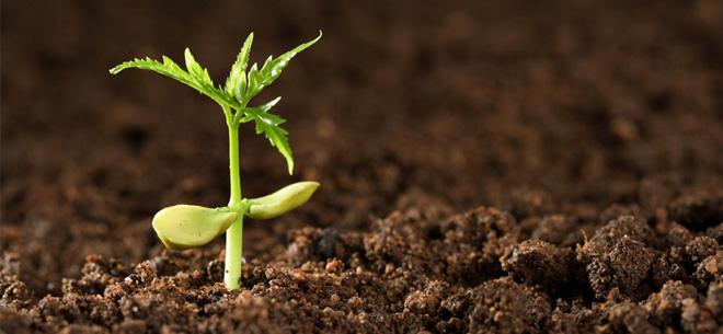 占土壤空气容积),而氧气则在16%-20%之间变动,这时根系能正常生长发育