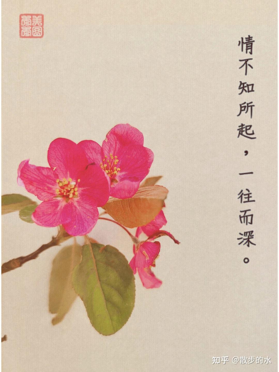 描写海棠的诗词 - 知乎