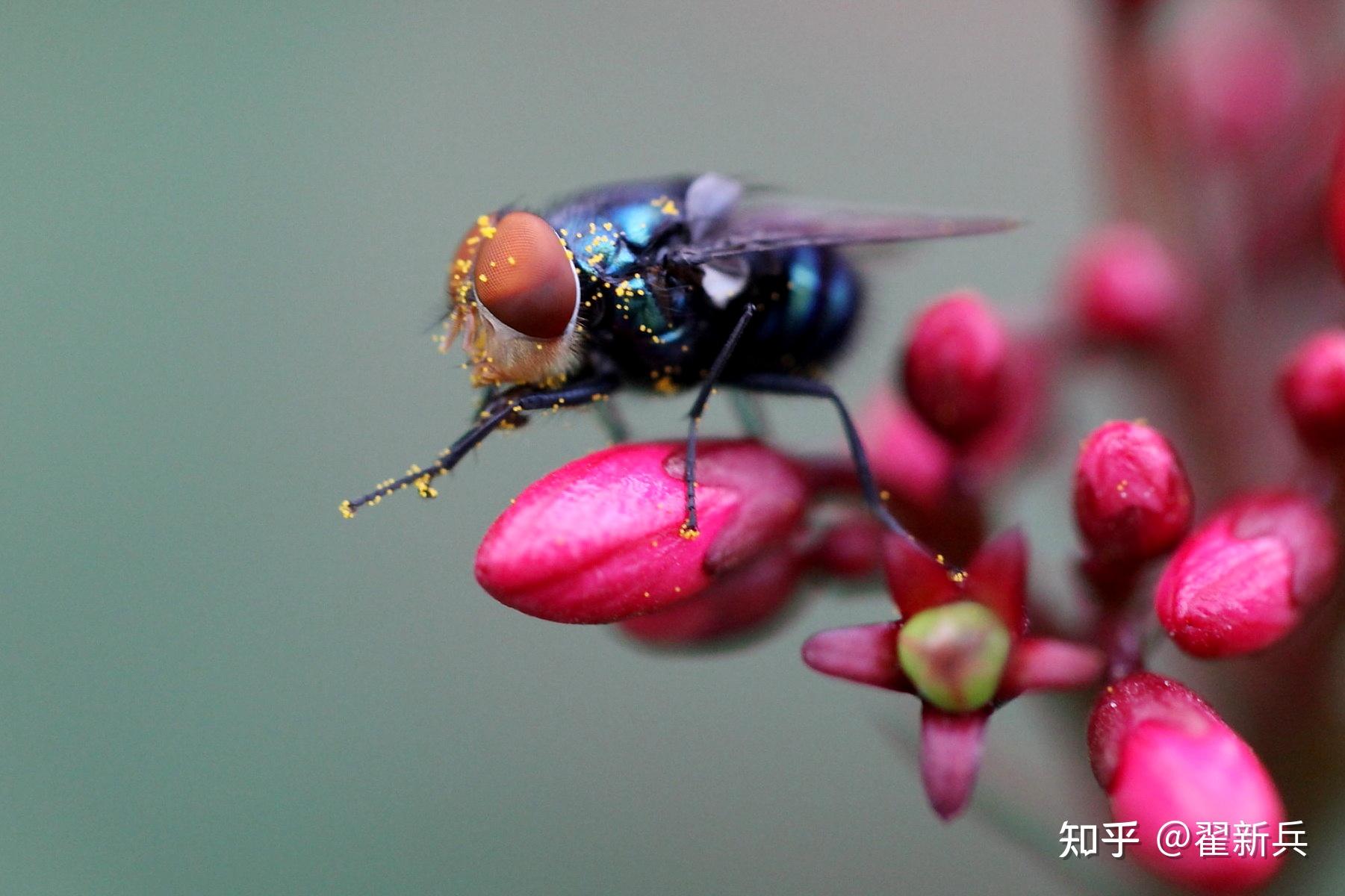 苍蝇也有可爱的权利