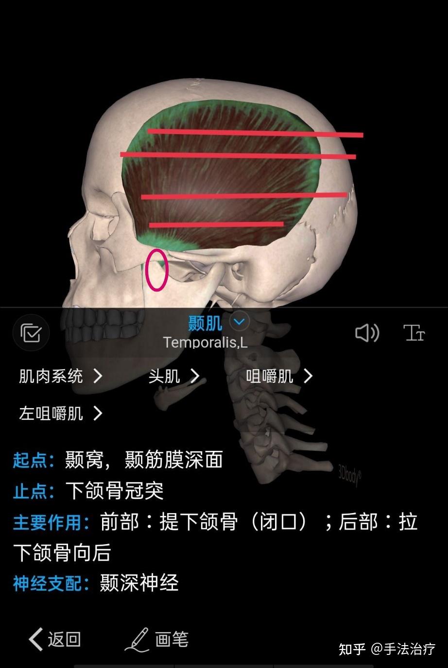 颞肌的作用图片