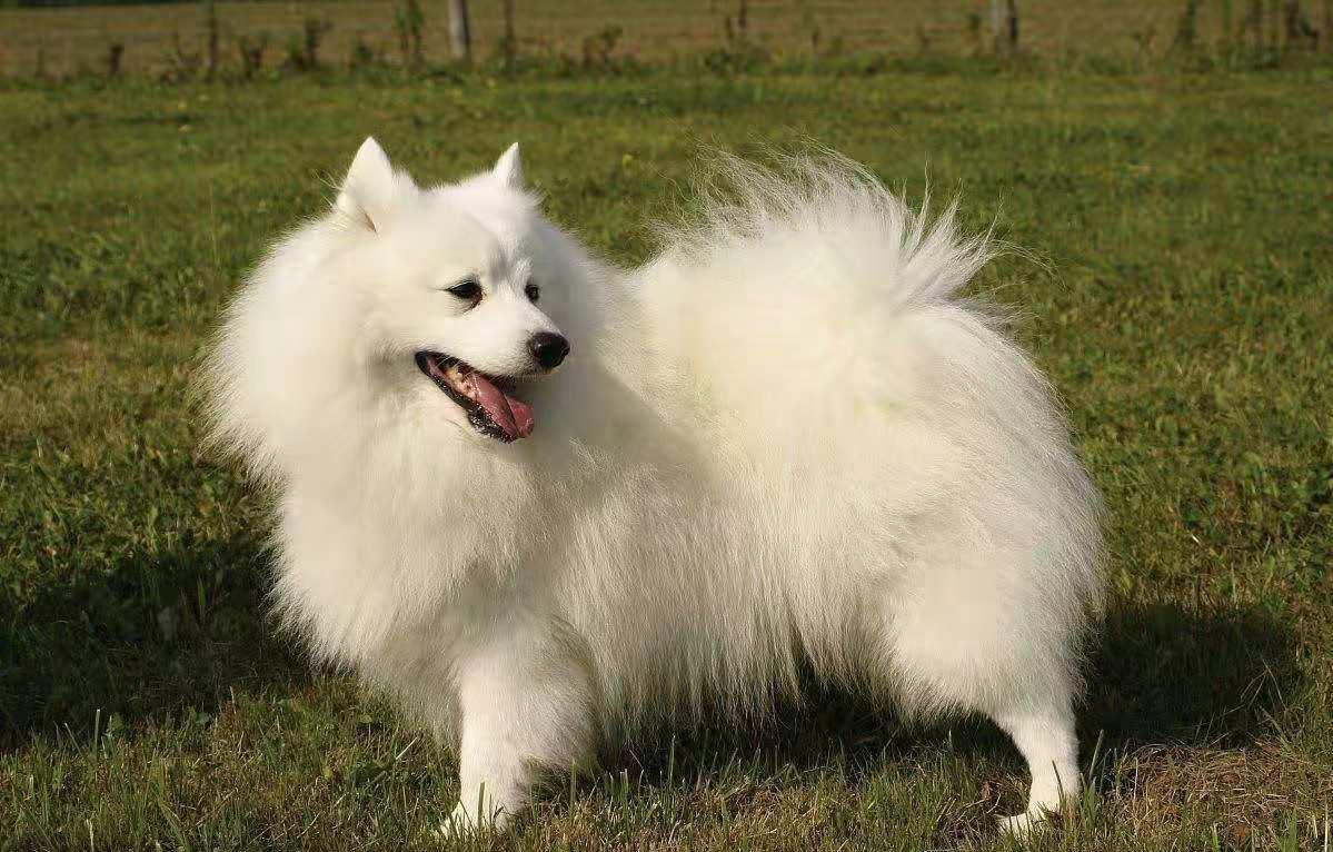 日本狐狸犬japanese Spitz 知乎