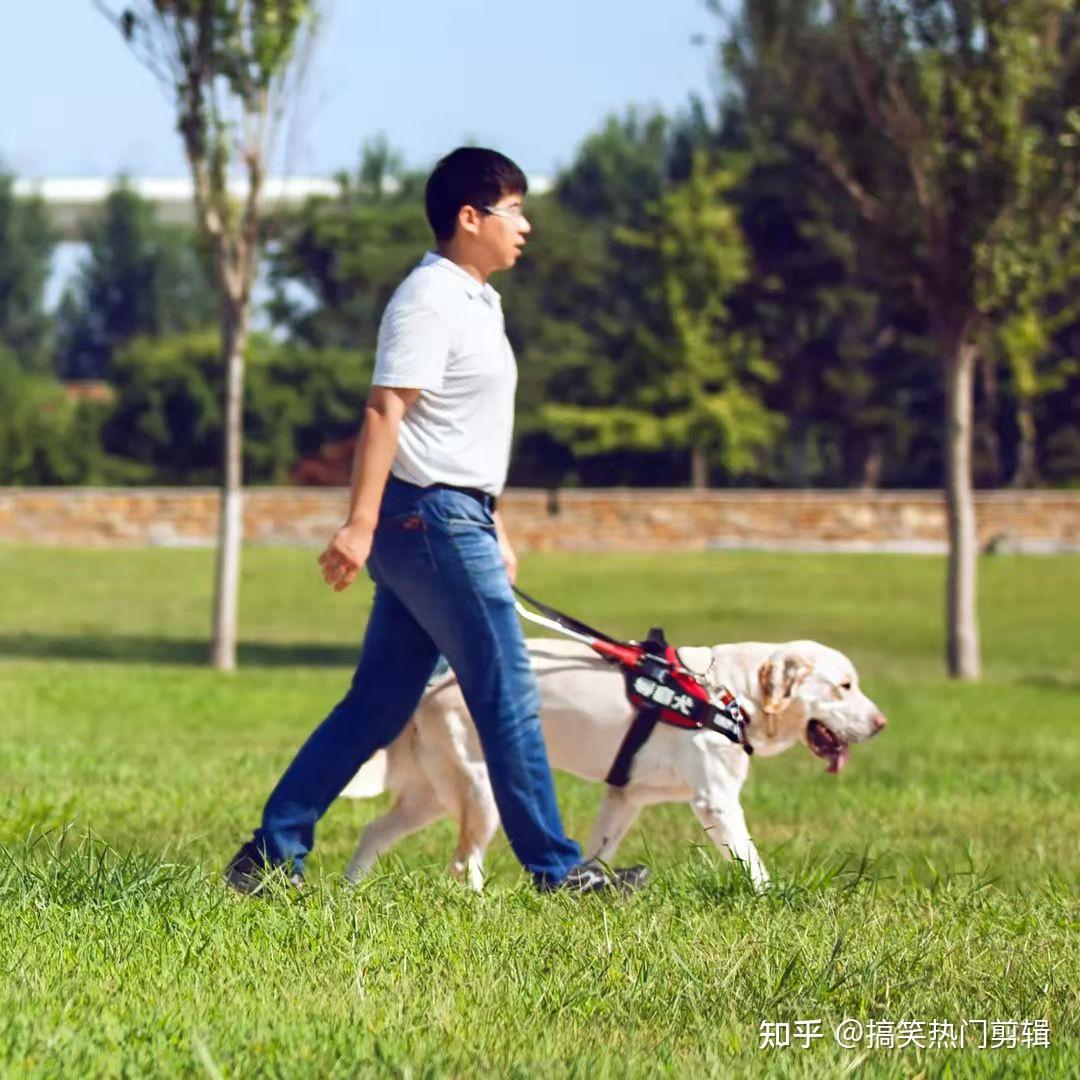 盲人帶導盲犬入住酒店遭拒珠海長隆致歉酒店培訓不力已致歉