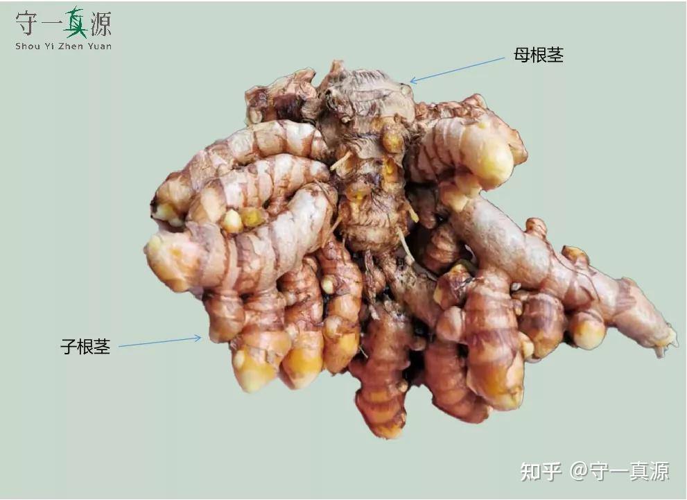 中药鉴定 | 郁金的“朋友圈”有多乱，你知道吗？ - 知乎