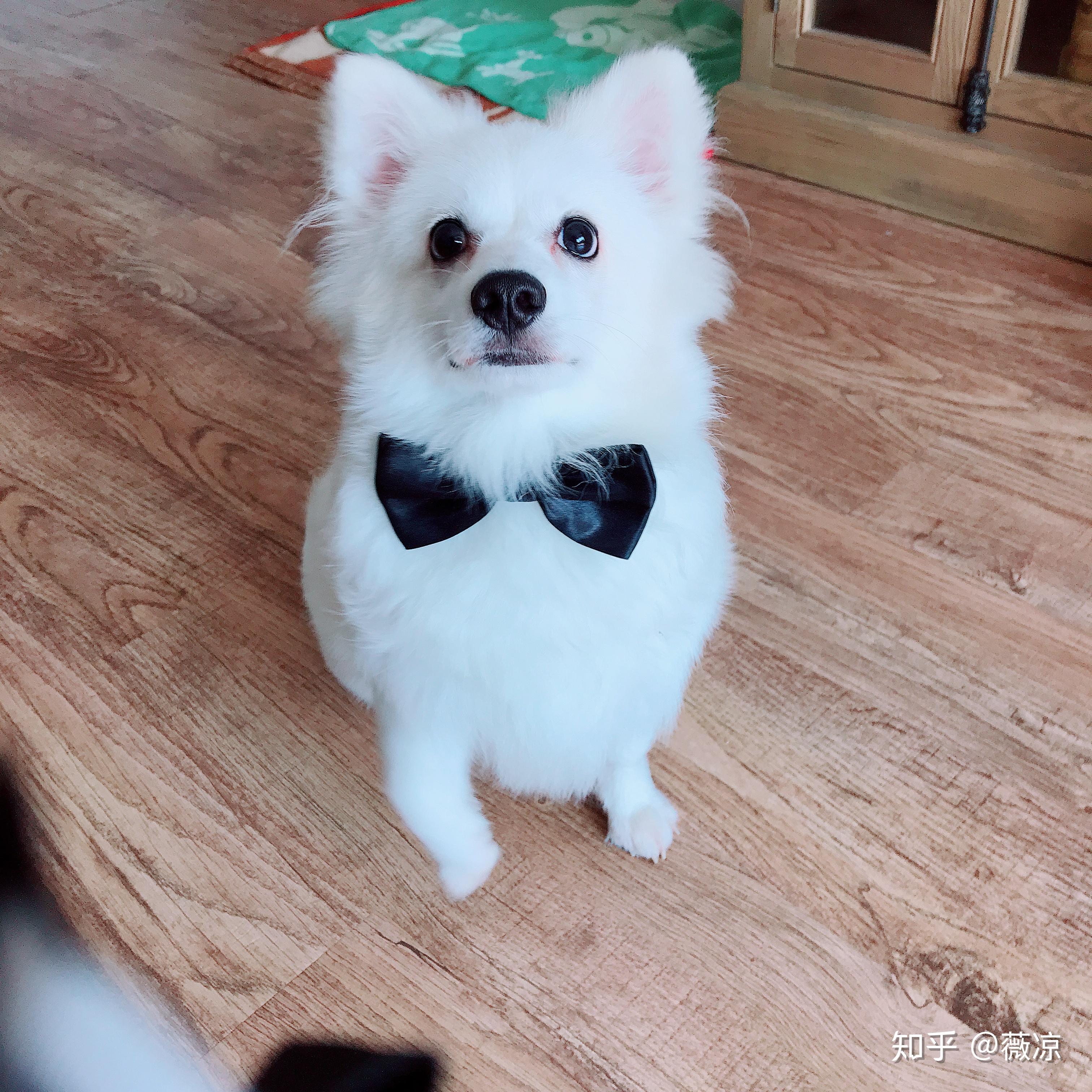 这是银狐博美串!四个月什么时候猴子期才能过去呢?