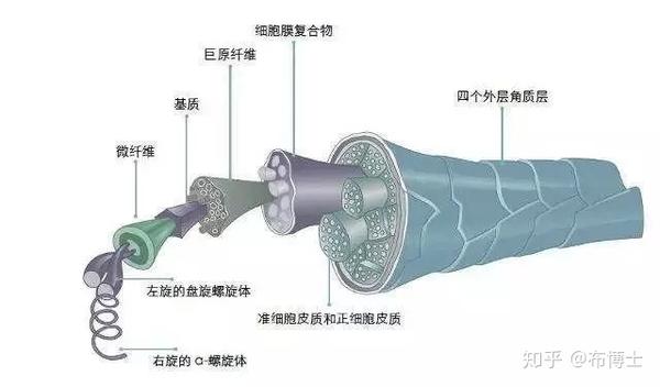 典型天然纤维结构特征介绍 知乎