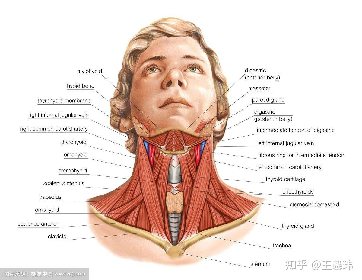 你想甩掉双下巴吗