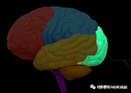 近视、色盲、怕冷又怕热?枕叶不好 - 知乎