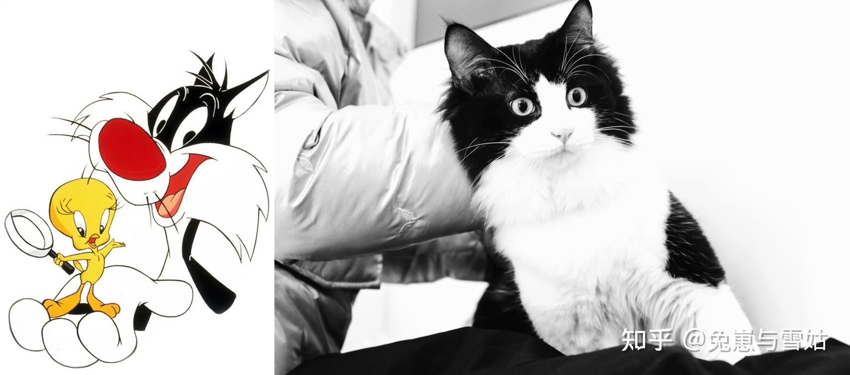 盘点那些动漫里的猫，附精美剧照！ - 知乎
