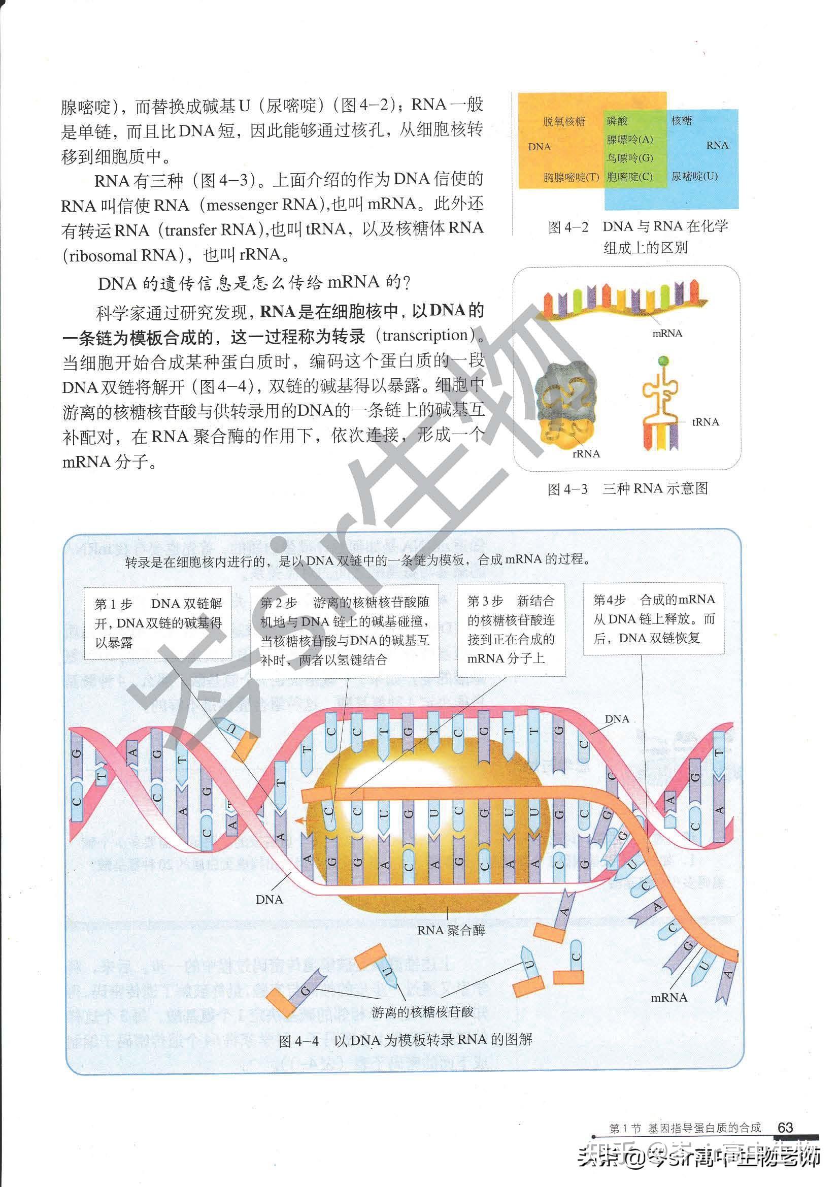 4.1 基因指导蛋白质的合成