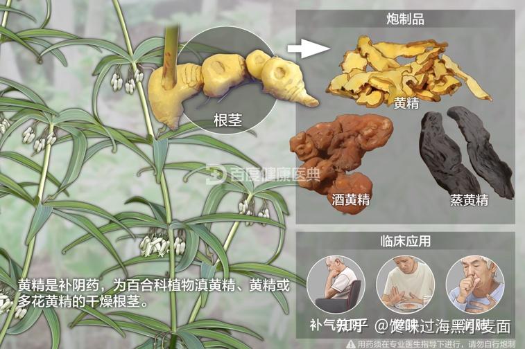 被称为“神仙余粮”的黄精到底有多神奇? - 知乎