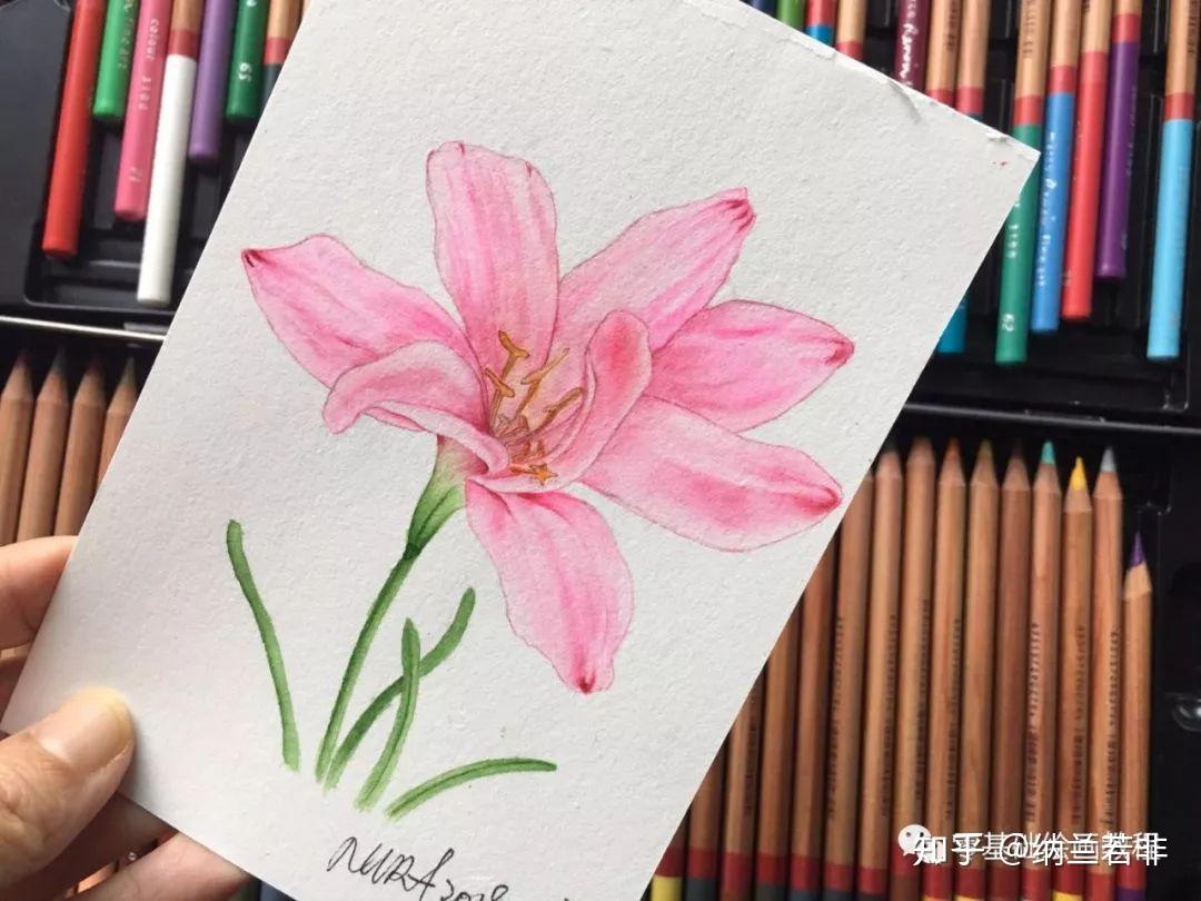 零基础绘画教程水彩韭兰