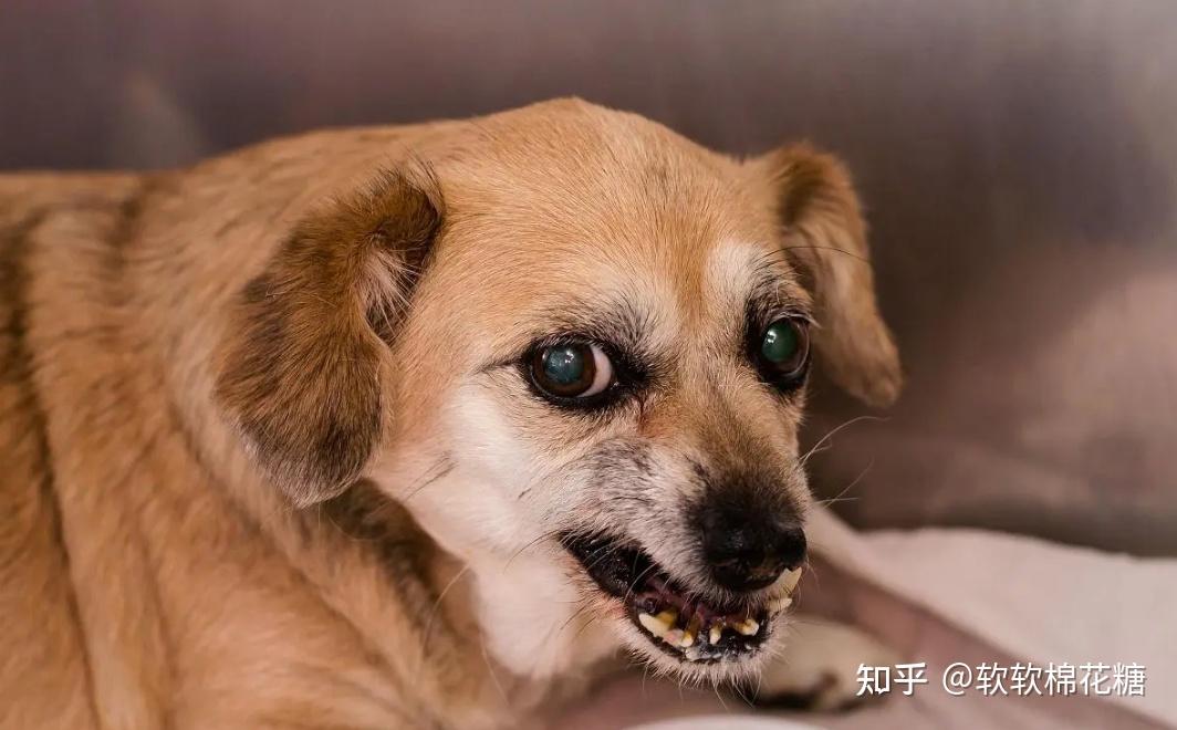 注意狗狗有這幾種現象離得狂犬病不遠