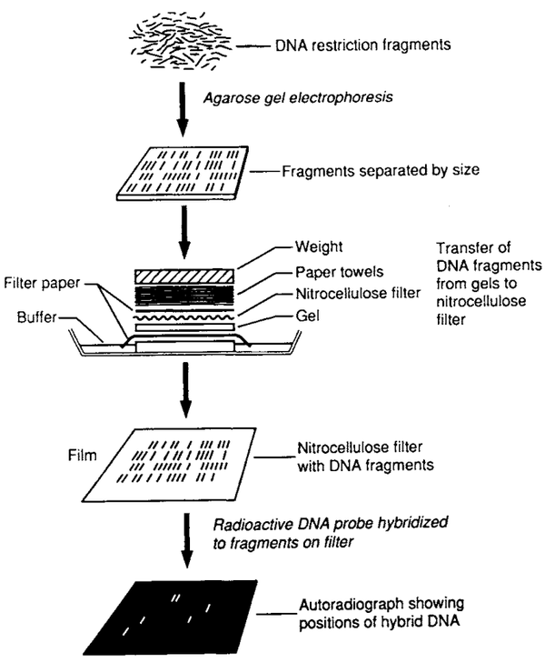 走近实验技术中的 四大发明 之Southern blot、Northern blot和Western blot 知乎