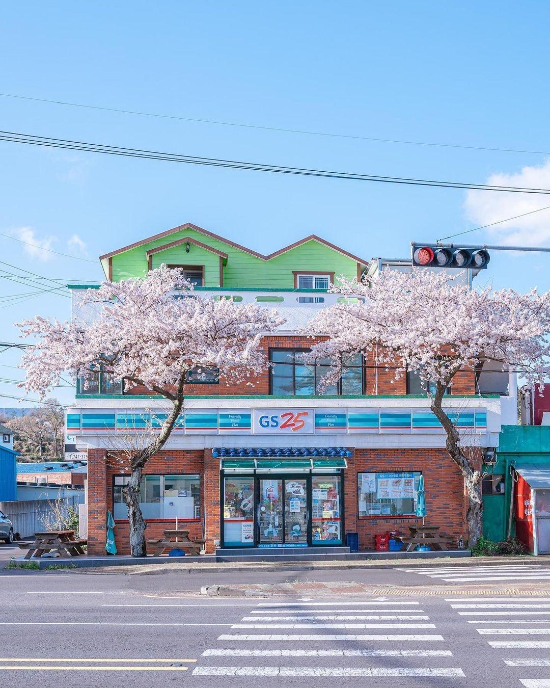 有没有高清微信背景图粉色日系樱花类的