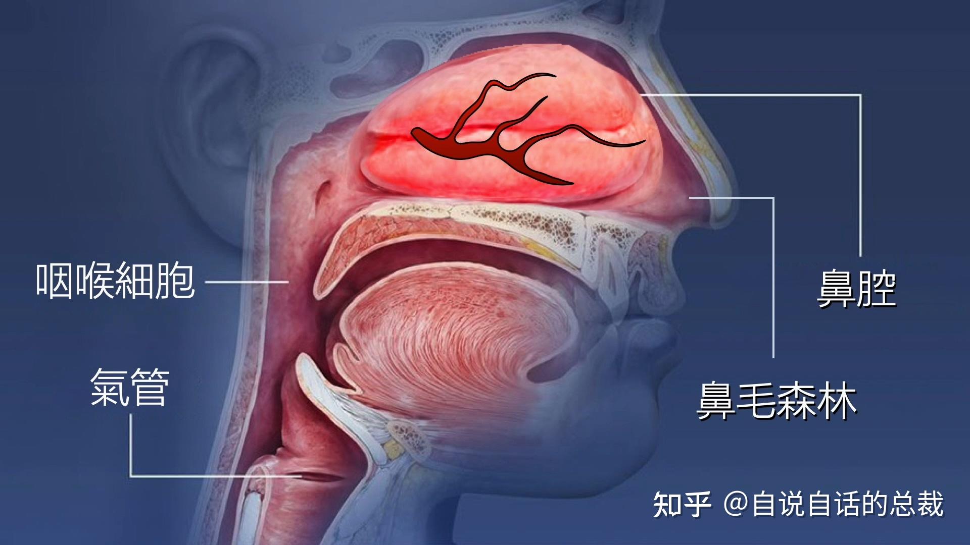 v2-985fd6c196c3e8043b1103fdd94fdfe2_r.jpg