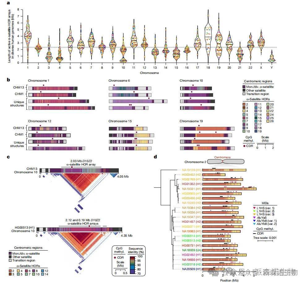 Nature文章精选 | 130条单倍型人基因组破解MHC、着丝粒等 “生命暗区” - 知乎