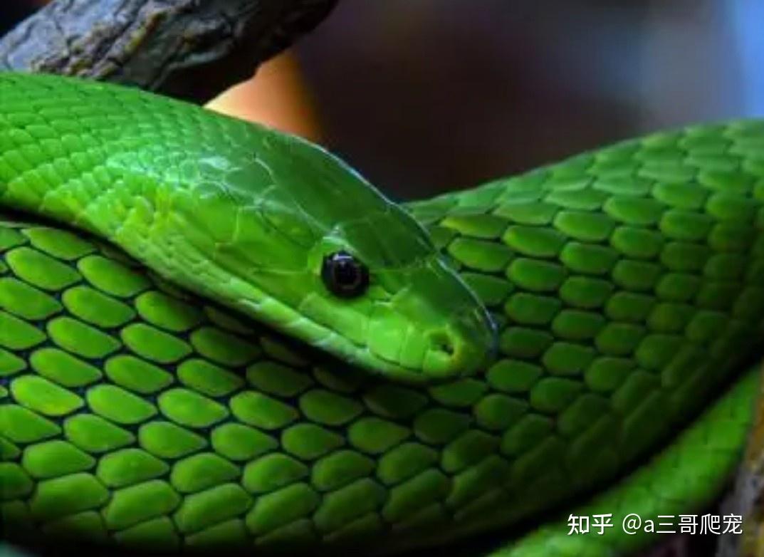 绿色坑毒蛇蛇在迷离绿色背景4k动物高清桌面壁纸：宽屏：高清晰度：全屏幕