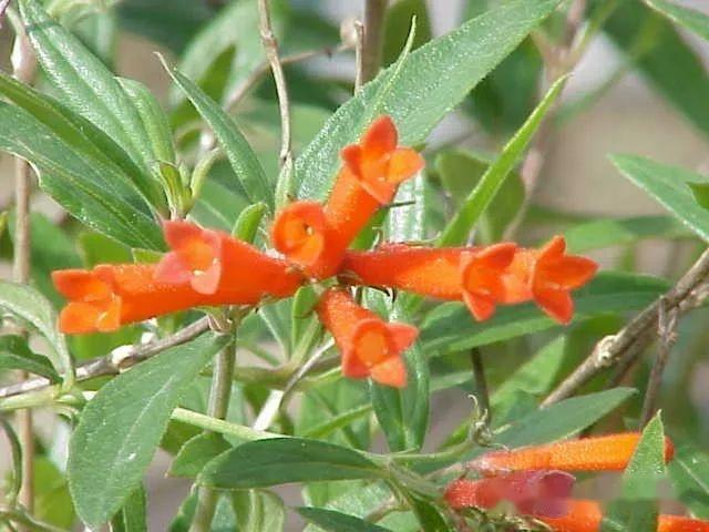 茜草科—茜草亚科(五):茜草