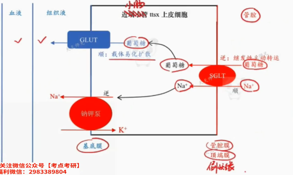(消化生理学系列)生理学05-5:消化生理-消化系统的吸收 - 知乎