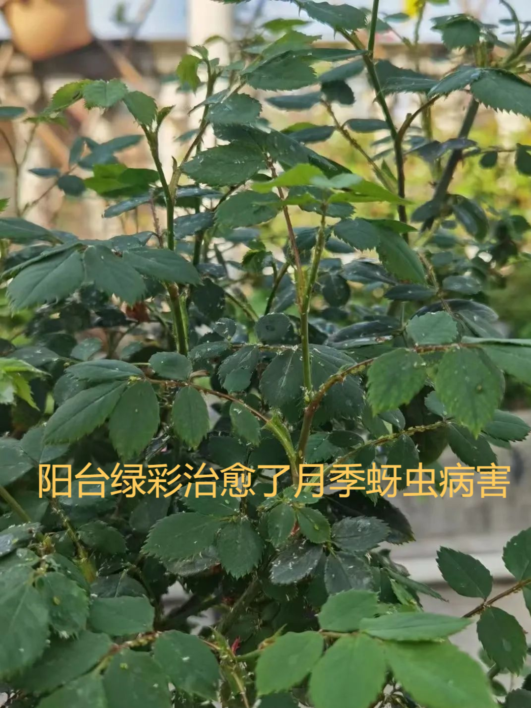 春季綠植病蟲害來襲怎麼辦