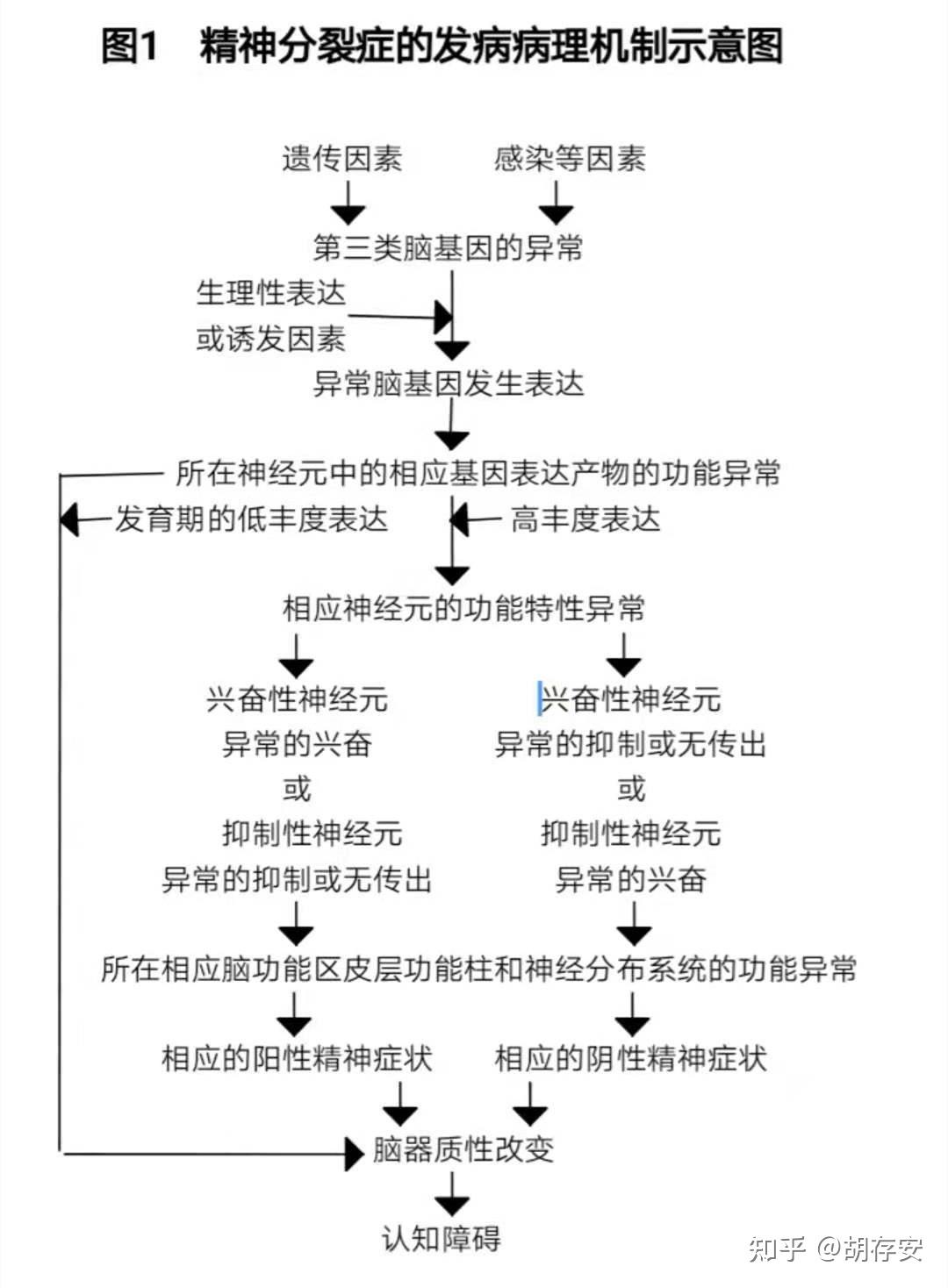 精神分裂症的发病病理机制示意图