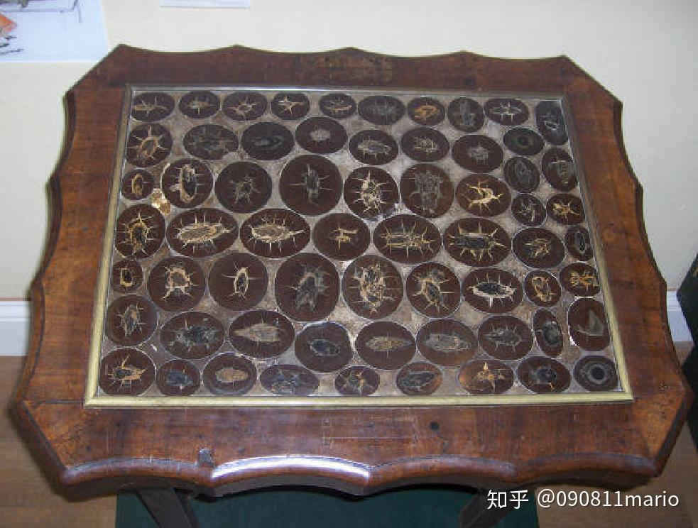什么食物可以化石 v2-987c0f3afe8db6f89c577fd1b8e8c282_r.jpg
