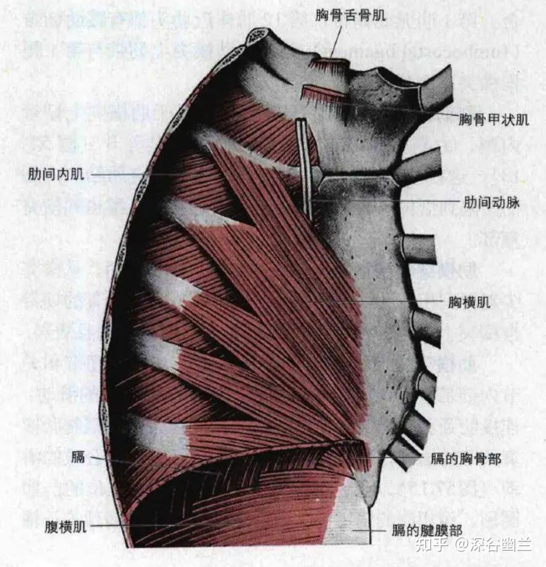肌筋膜经线之前深线 - 知乎