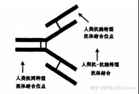 igg型hamas結構,抗原結合位點示意圖hama在人體內存在的量和時間因不