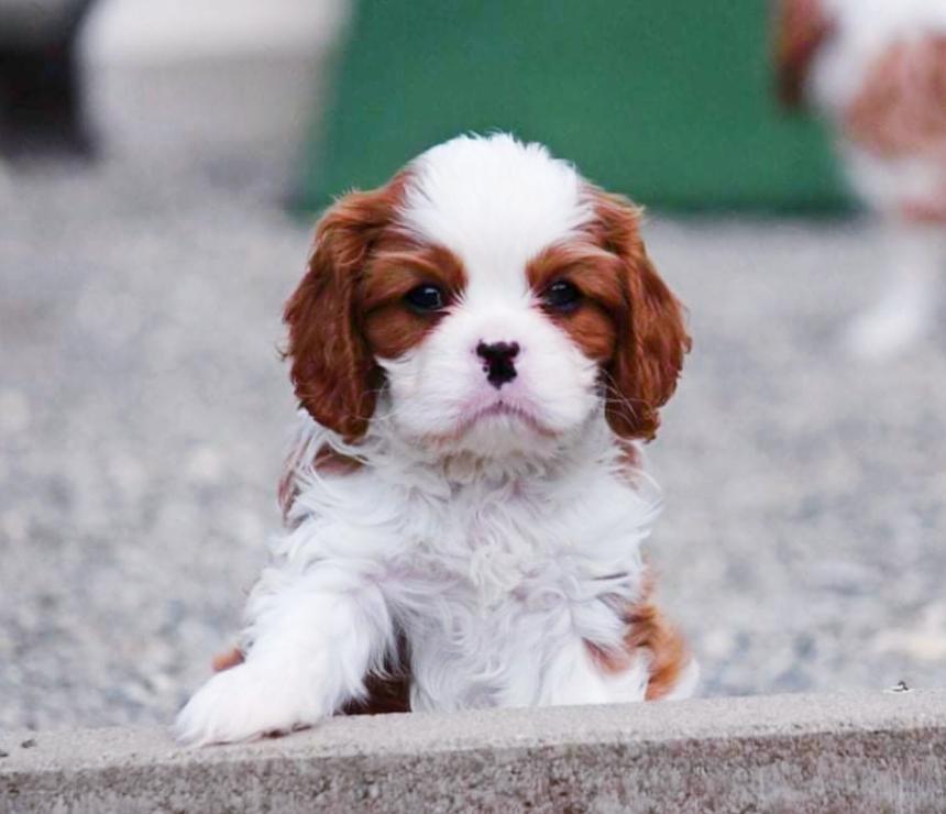 骑士查理王小猎犬养犬须知