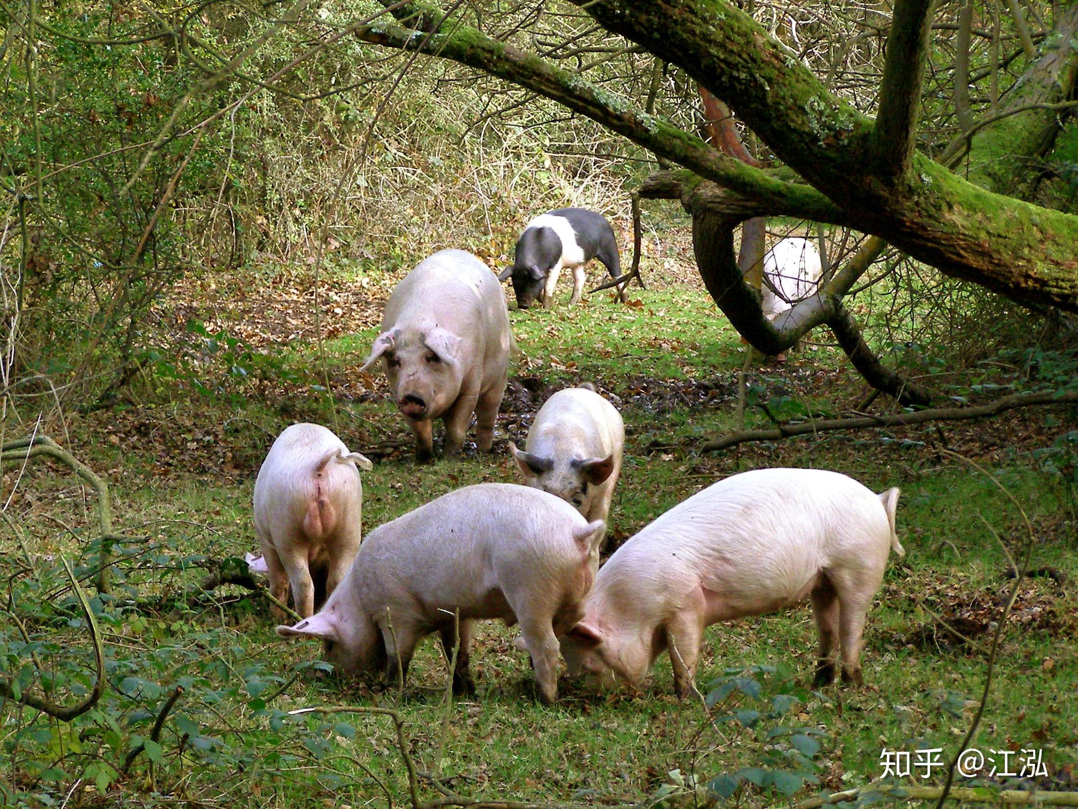 脑袋上长角的上古巨猪库班猪