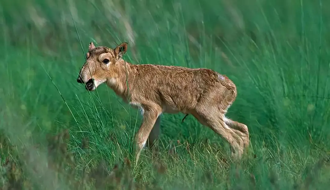 世界上鼻子最大的羚羊在我国野外曾灭门