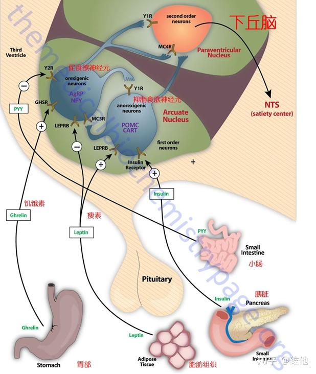 hormone)則以胃飢餓素為主,這些荷爾蒙在中樞神經和交感神經都有受體