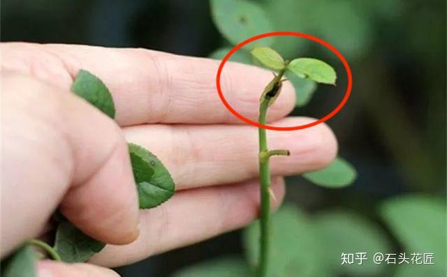 而且顶端有一个小黑点,这就叫做盲芽点,整个枝条也叫做月季的盲枝