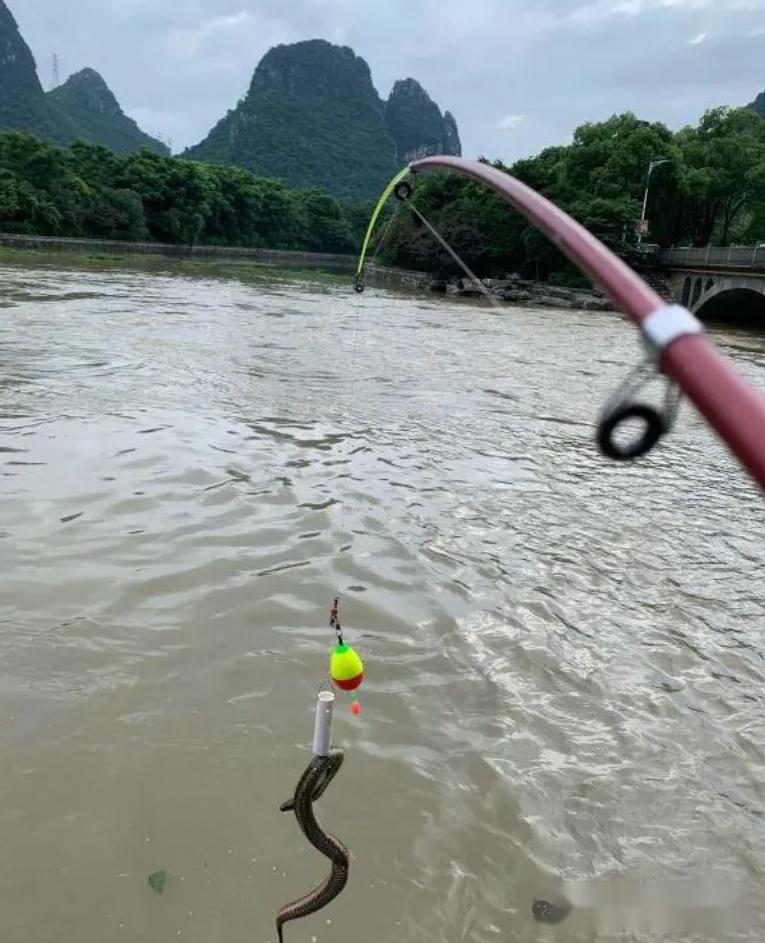 生猛!广西男子钓鱼钓到大蛇,提上岸用木棍一顿猛敲