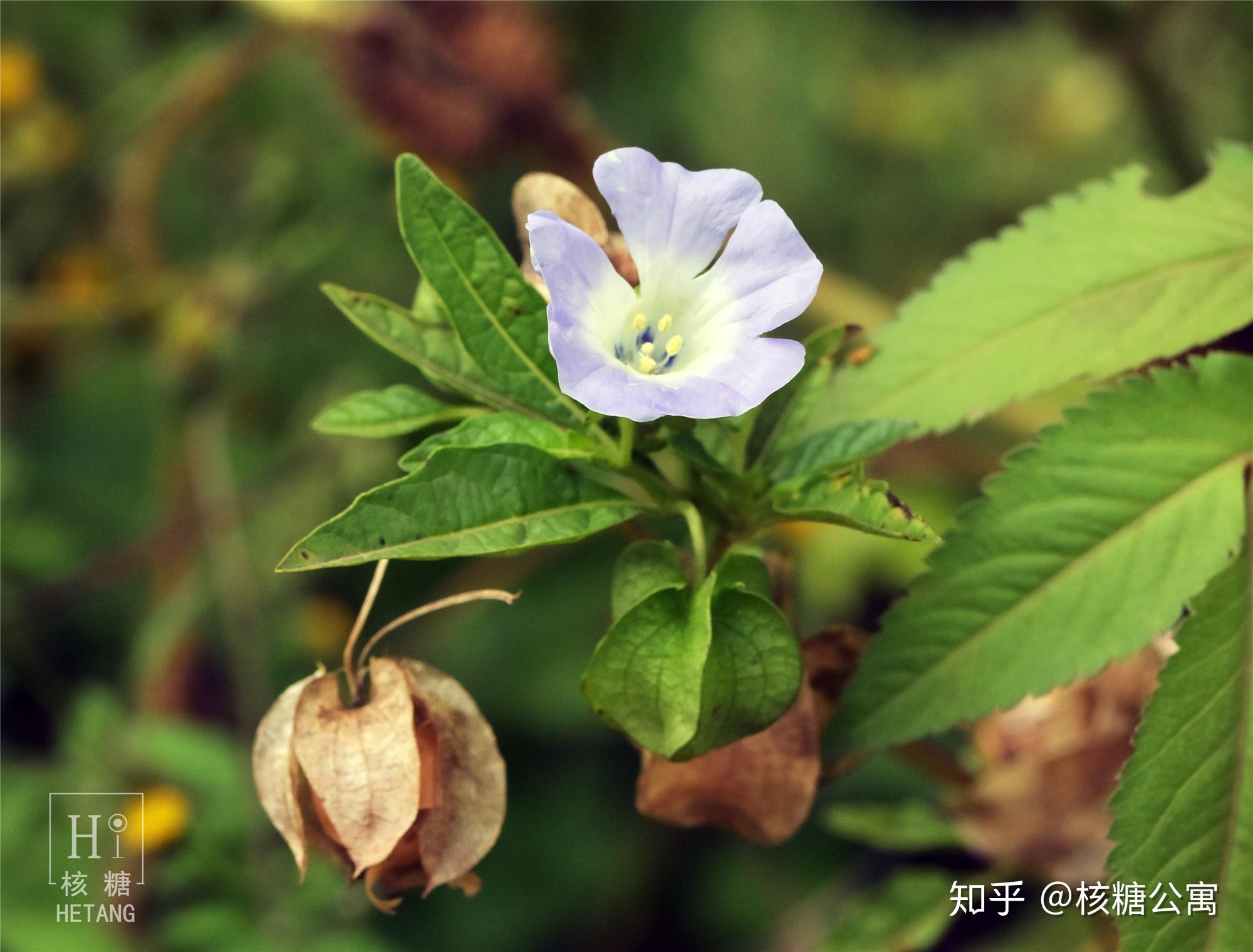 所用原材料为一种叫做假酸浆(nicandra physaloides)的一年生草本茄科