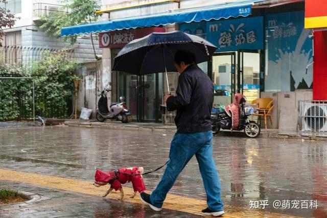 1,下雨天遛狗