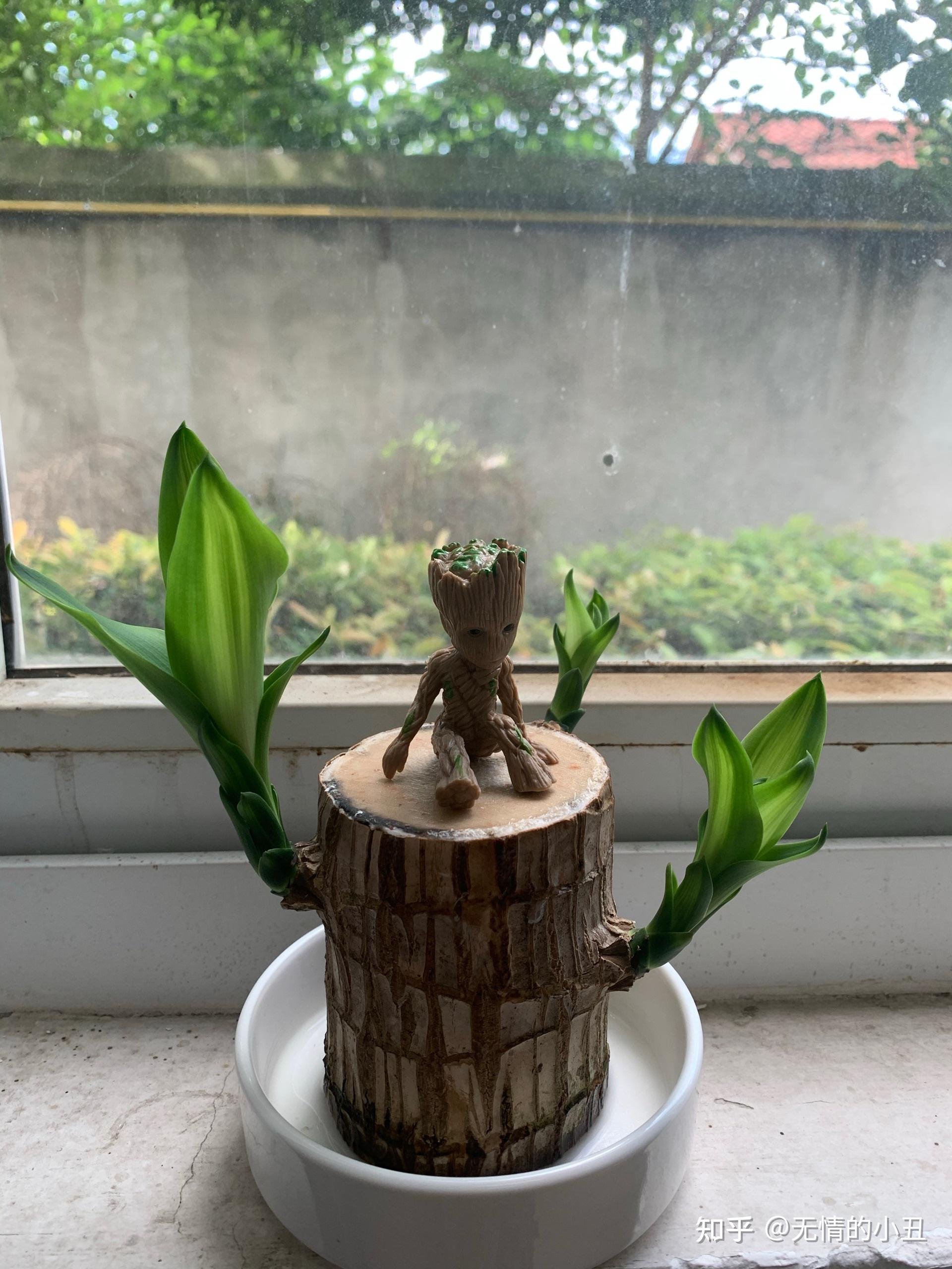 巴西木生长过程记录 - 知乎