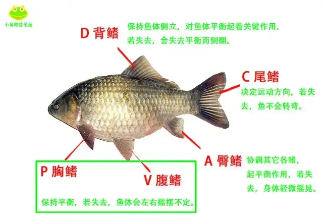 鱼类的形态构造（上）：鱼的外部形态、皮肤、骨骼、肌肉、消化系统和呼吸系统 - 知乎