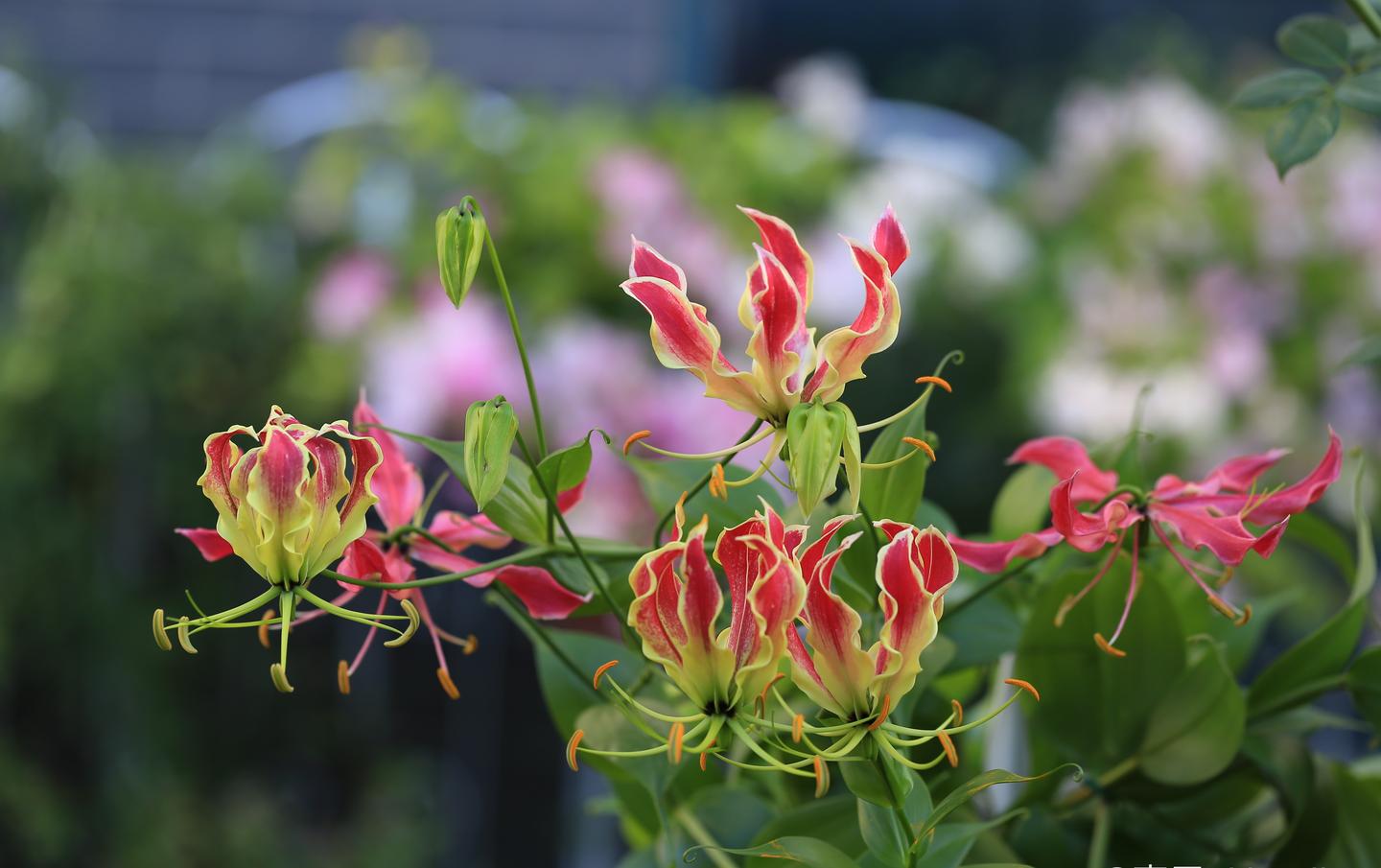 嘉兰夏日里的火焰