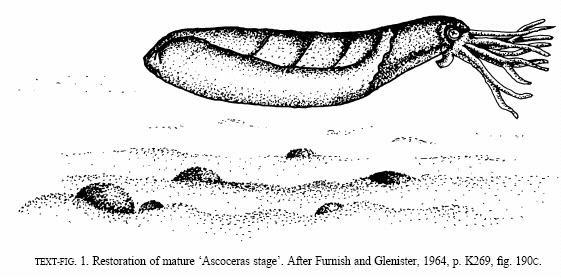 头足纲小传36浮世琉灯袋角石目
