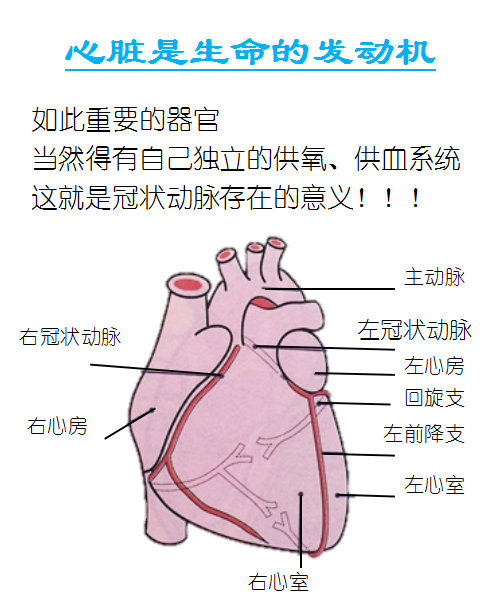 几张图帮你看懂冠心病和心肌梗塞的关系