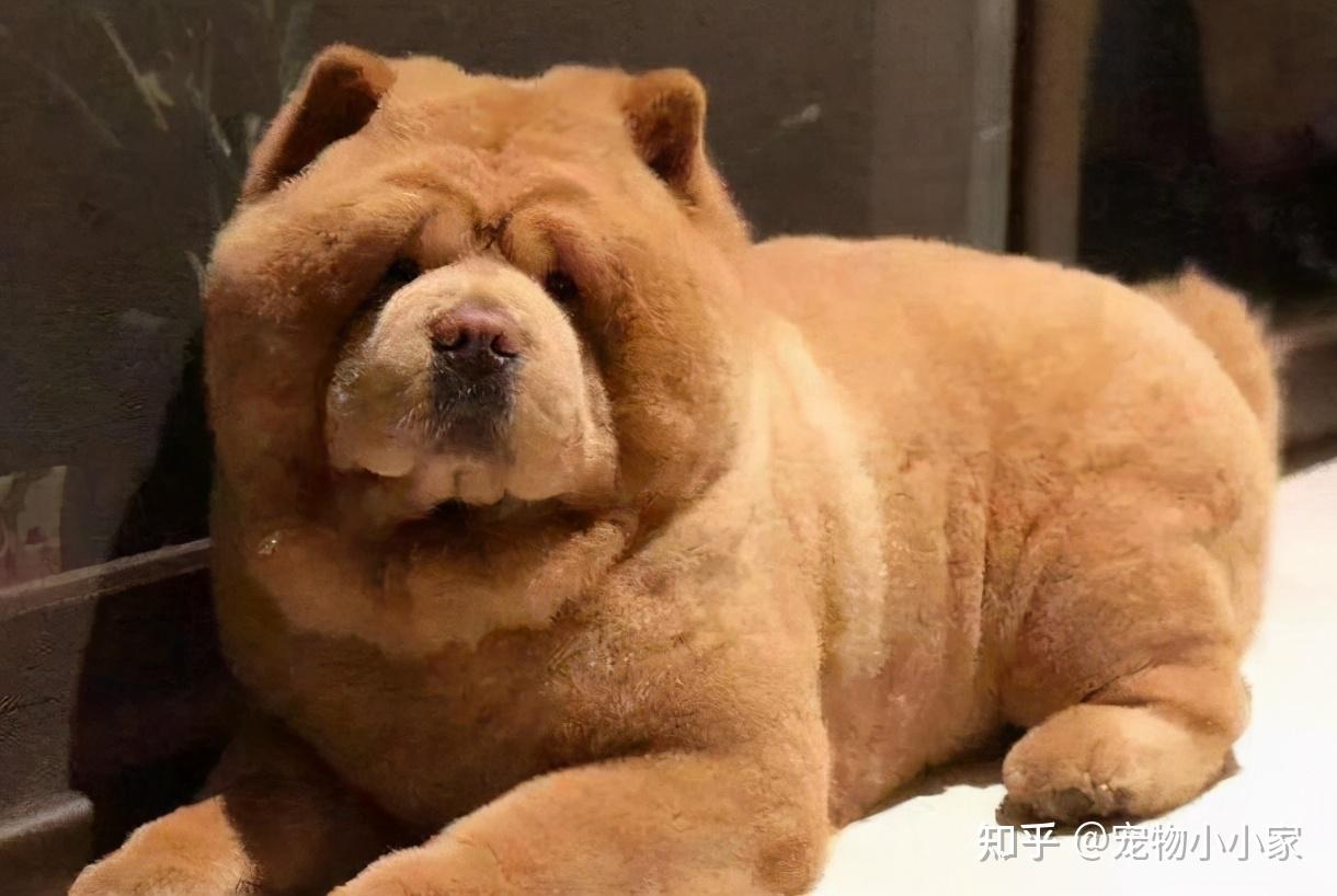 狗圈中以臭出名的几种狗狗先溜为敬