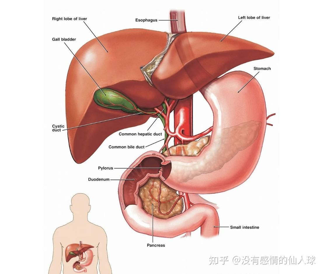 肝脏的脏面结构图图片