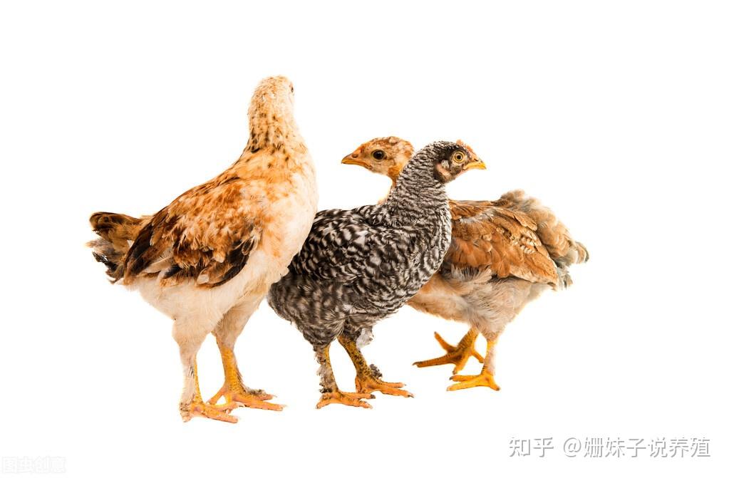 管理青年鸡饲养技术关健点