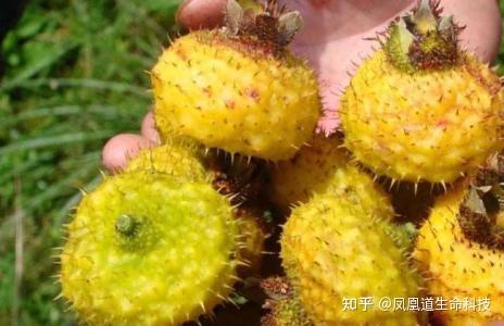 什么是刺梨？它有什么营养和功效？ - 知乎